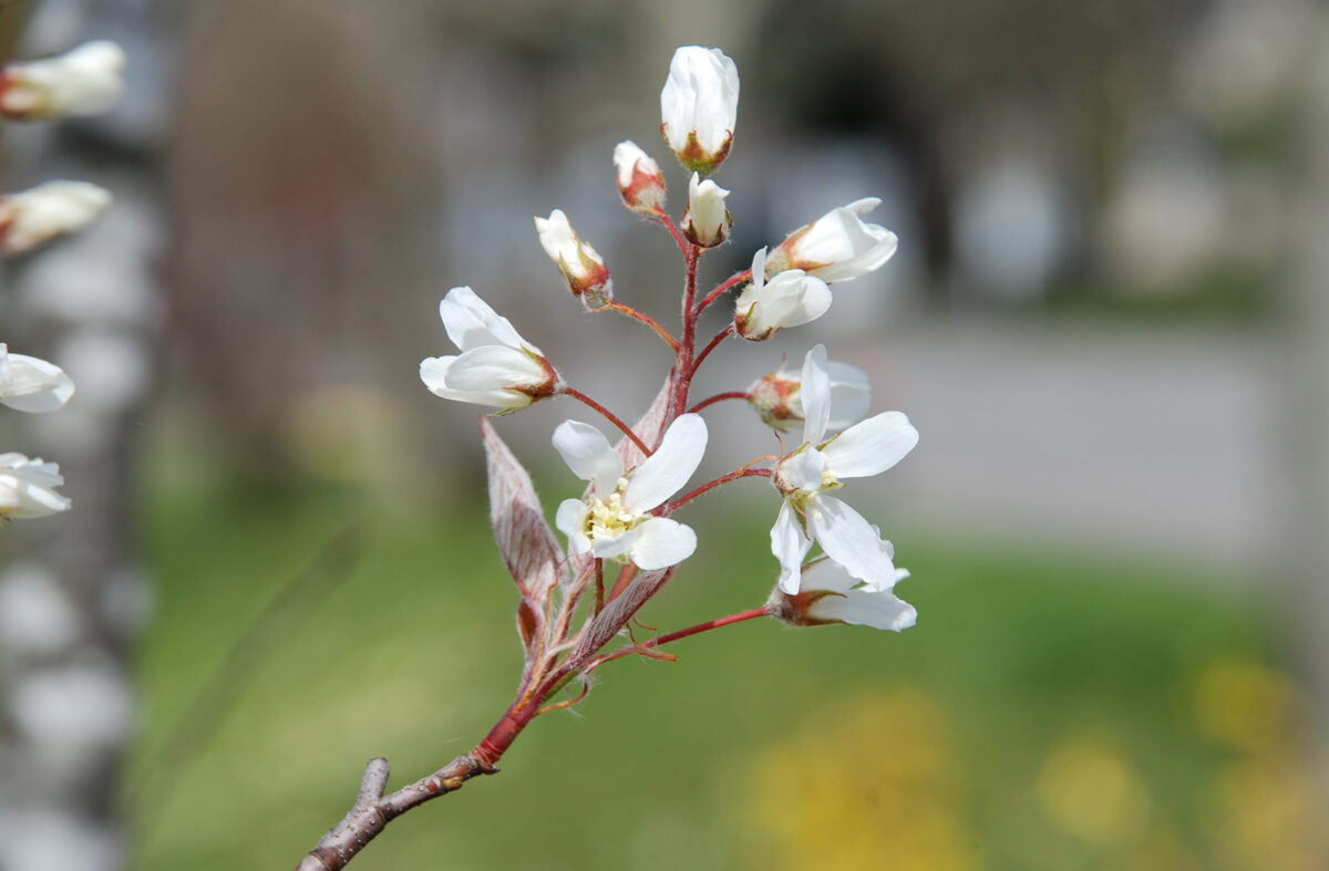 Fotoslider 5 - Frühjahrsblumen
