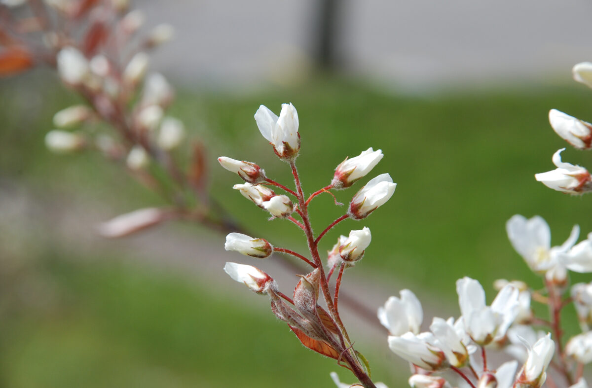 Fotoslider 9 - Frühjahrsblumen