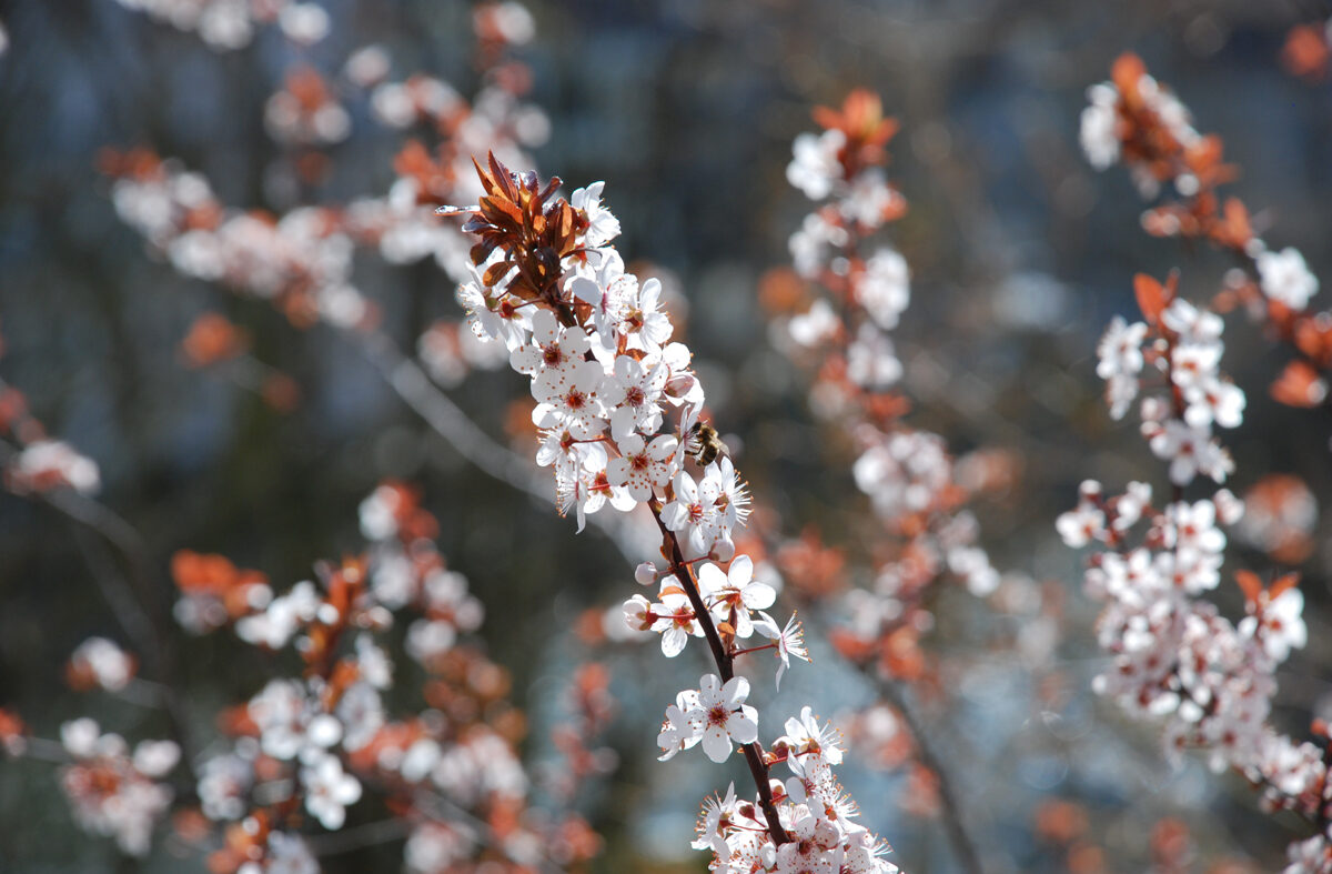 Weisse Frühlingsblüten mit Biene
