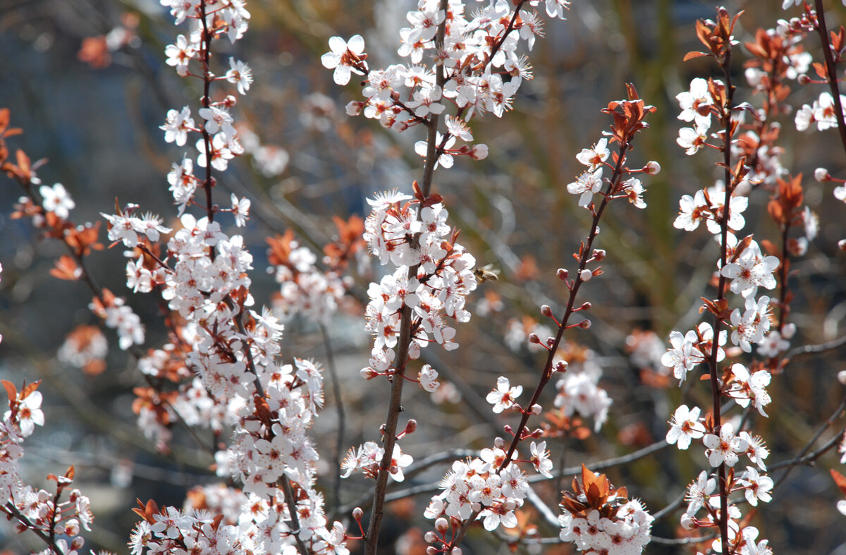 Weisse Frühlingsblüten mit Biene