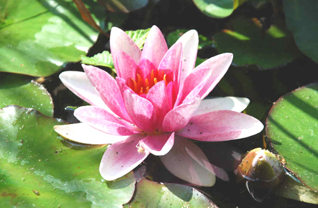 Yoga Region Brugg & Baden - Kurse mit Iris Huber