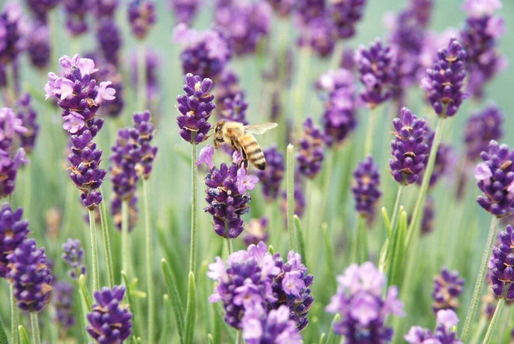 Lavendelblüten mit Biene