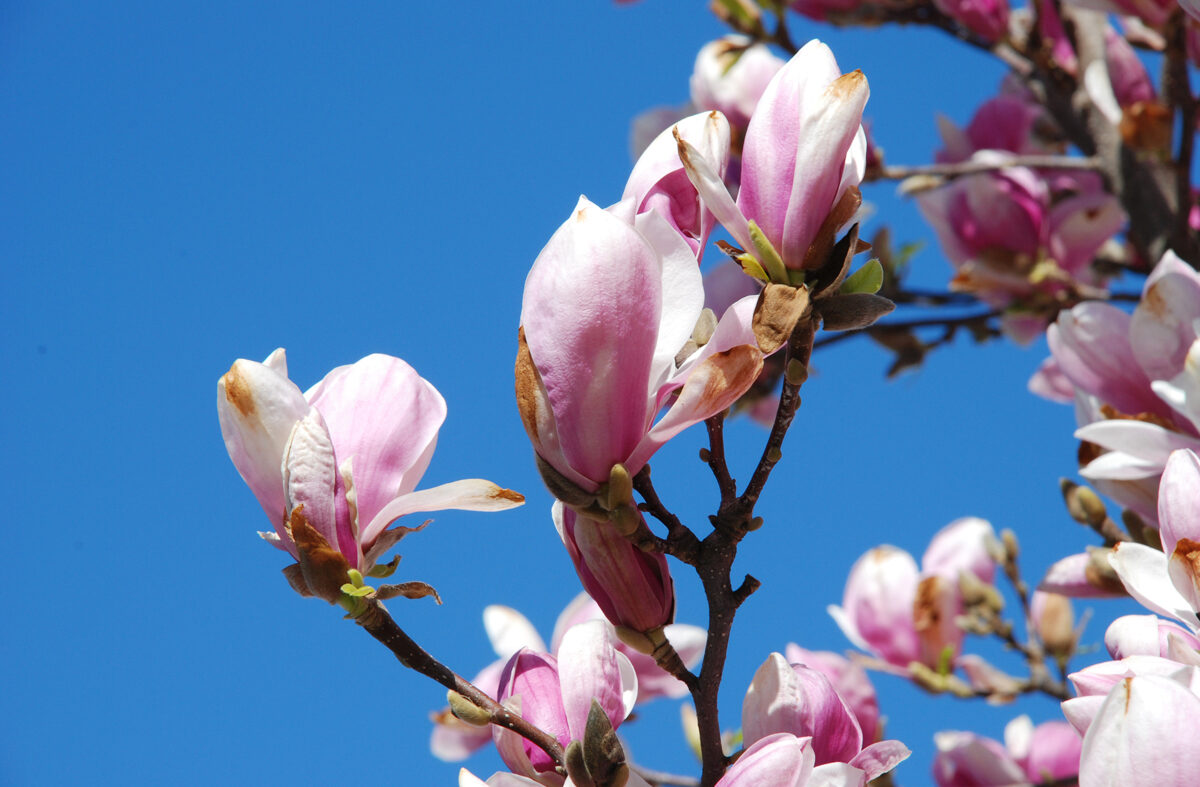 Magnolienblüten vor blauem Himmel