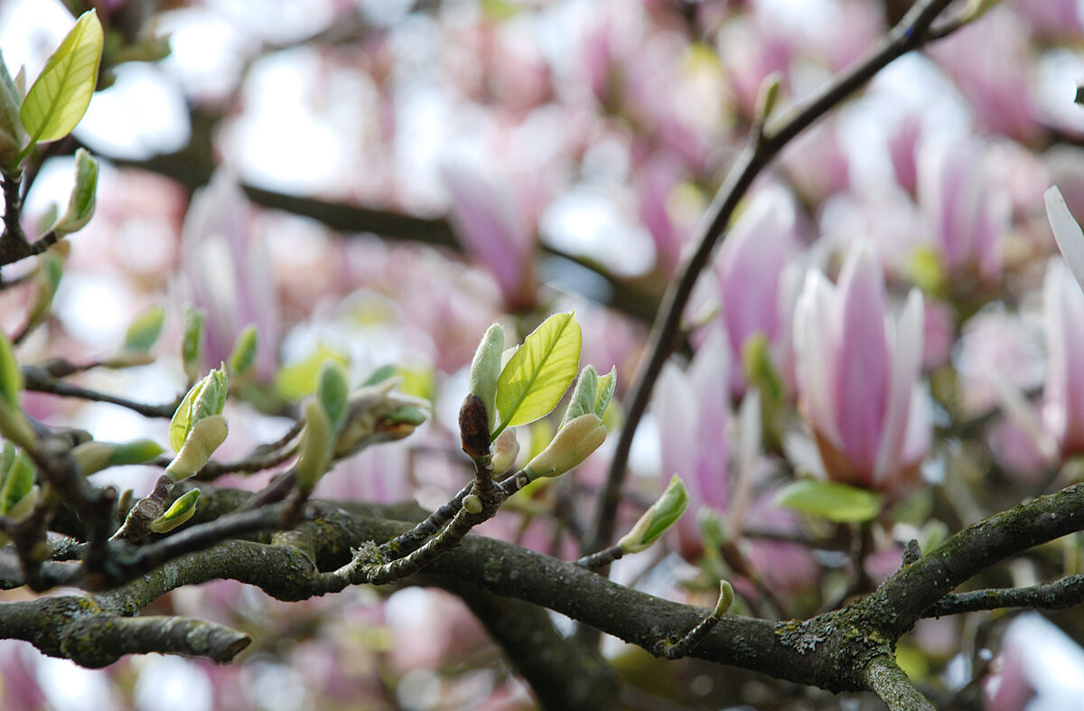 Fotoslider 6 Magnolienblüten