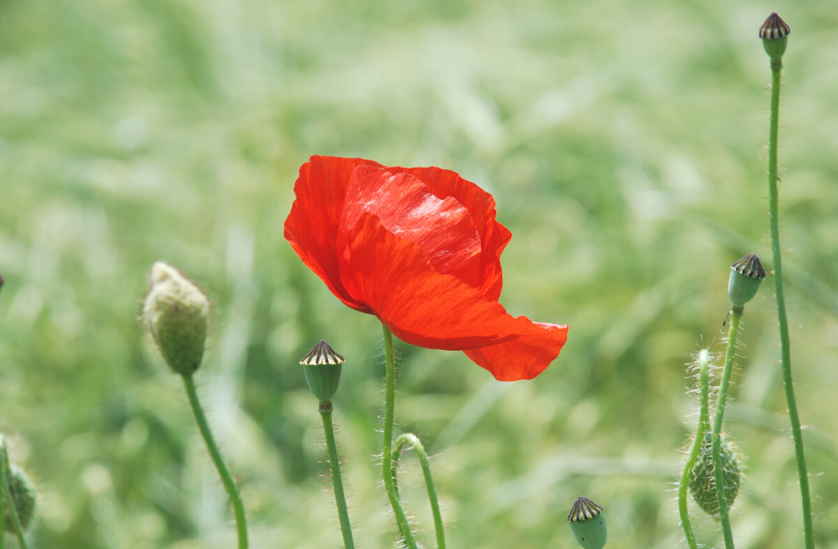 Mohn-2 Mohnblumen