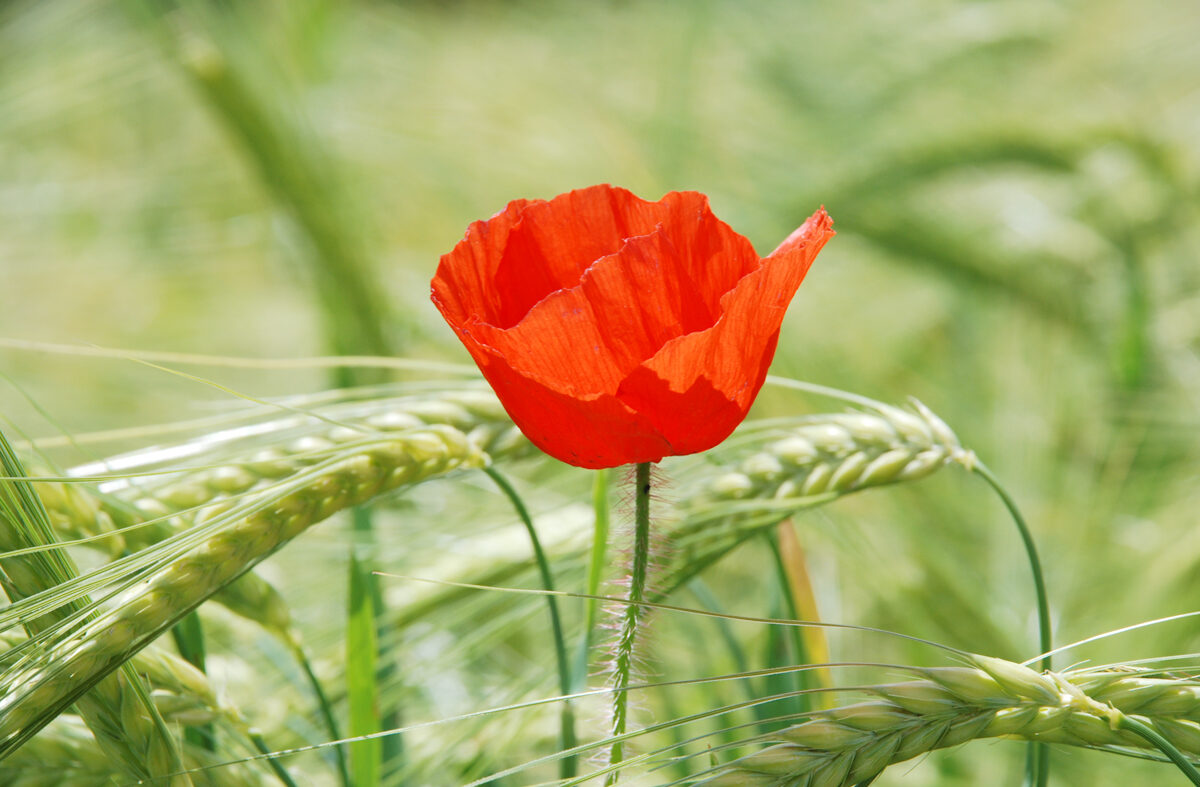 Mohn-3 Mohnblumen