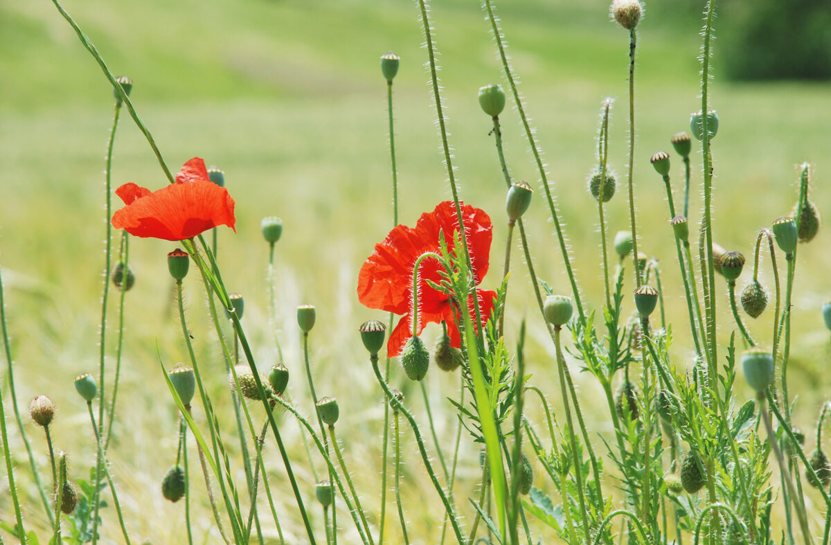 Mohn-4 Mohnblumen
