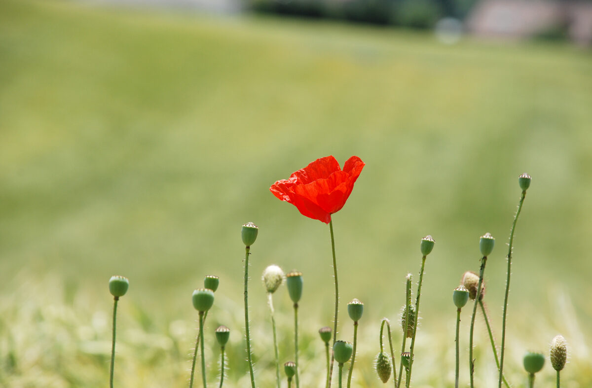 Mohn-7 Mohnblumen