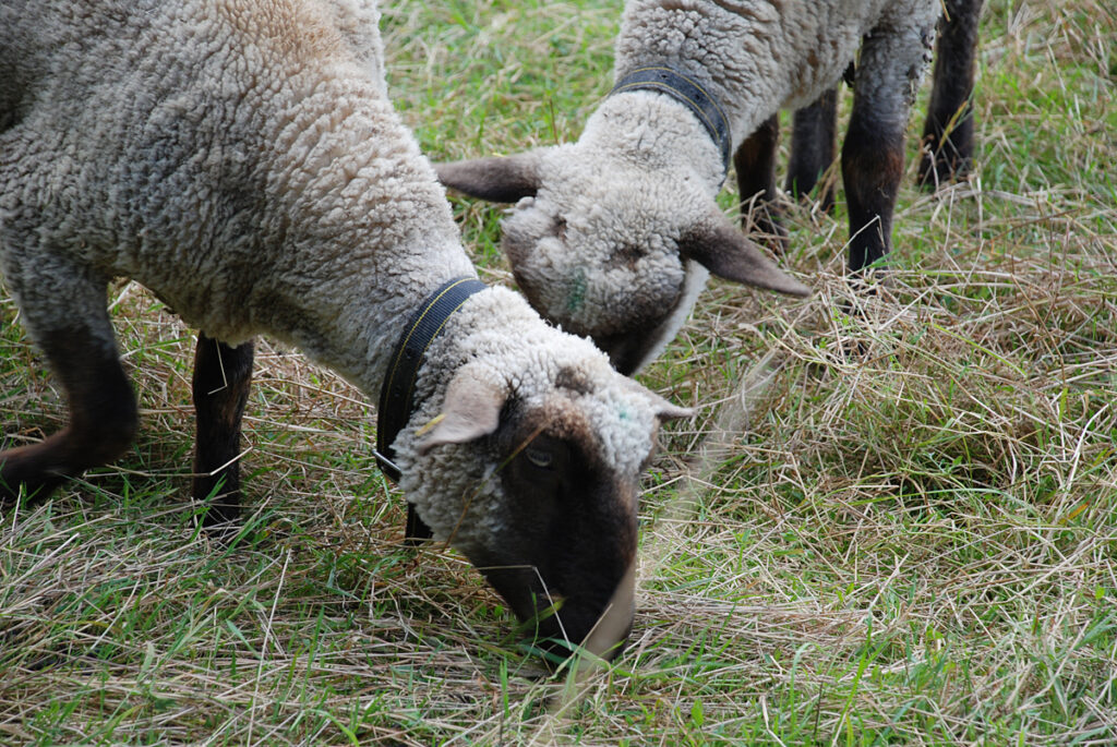 Schafe beim Fressen
