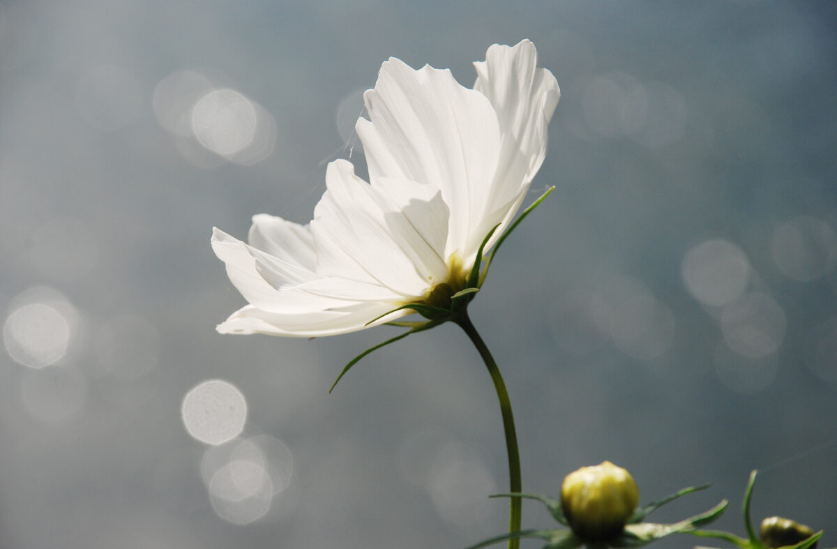 Weisse Blume vor Glitzer der Sonne im Fluss