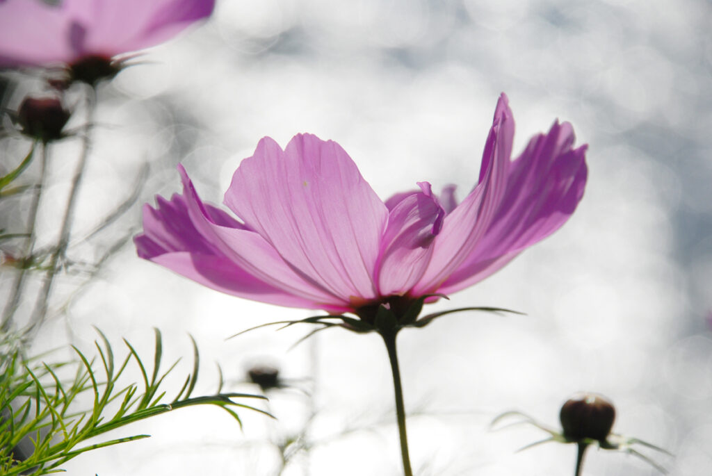 Lila Blumen vor Glitzer der Sonne im Fluss