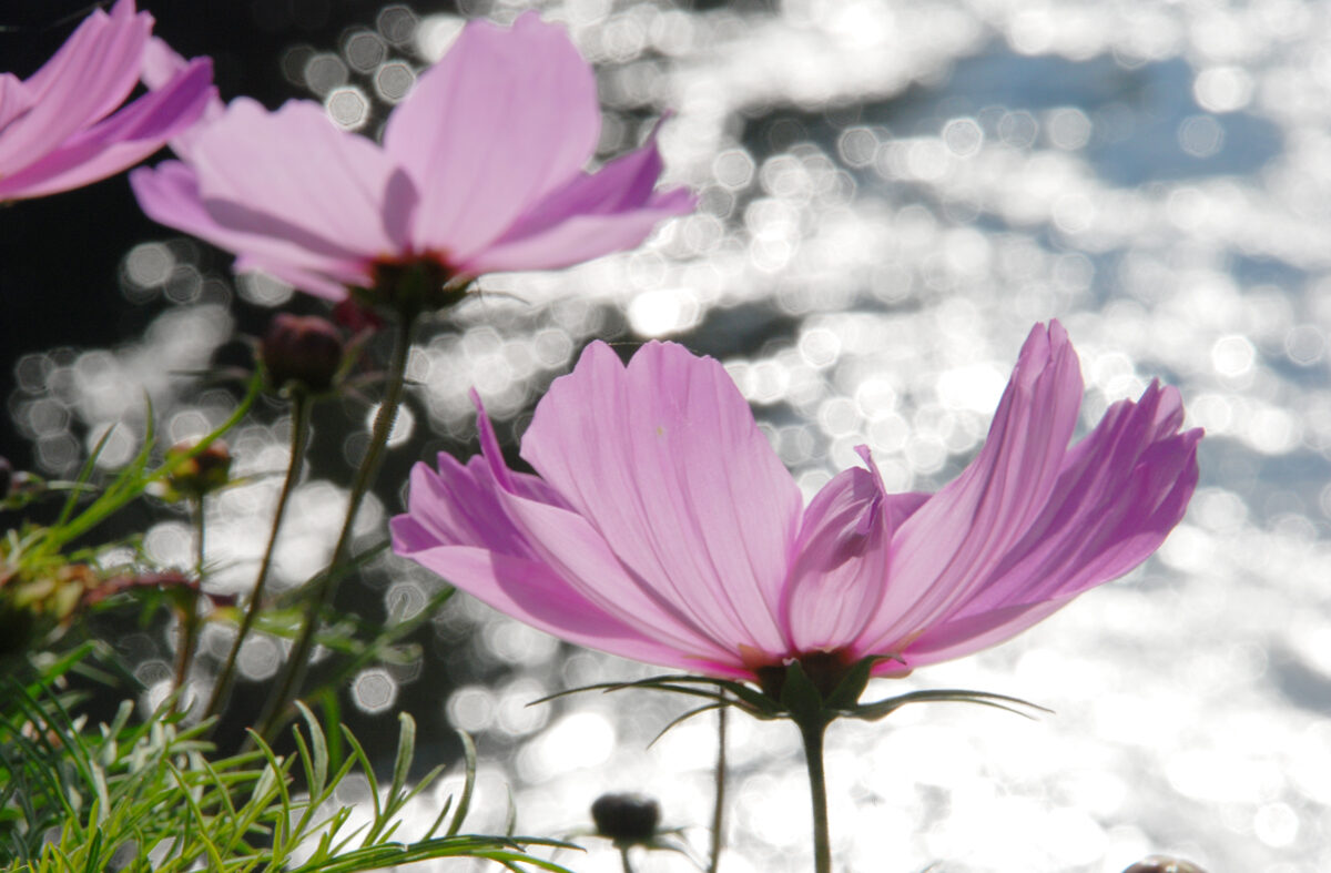 Lila Blumen vor Glitzer der Sonne im Fluss